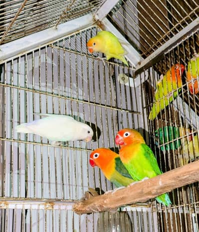 Love Bird For Sale