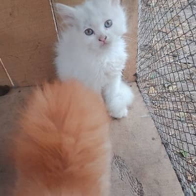 wolrd famous pairsian male and female kitten for sale