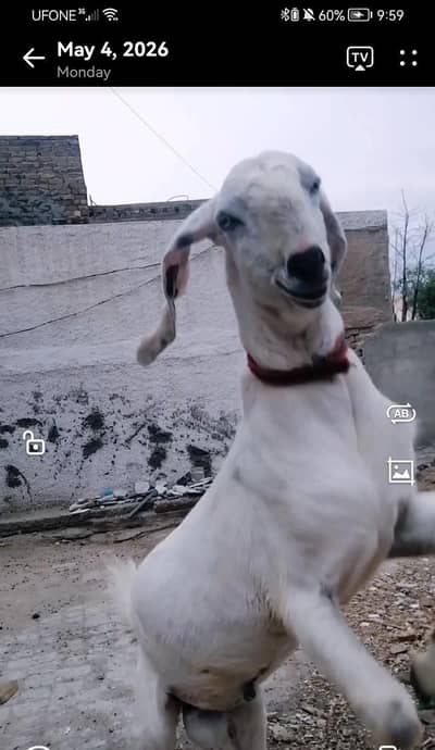 Goat For sale