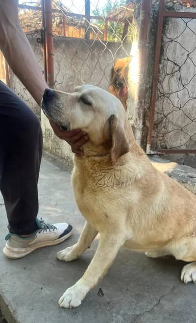 white labrador for sale
