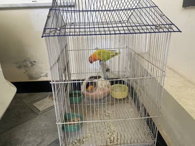 Love bird pair ( Belgium breed)