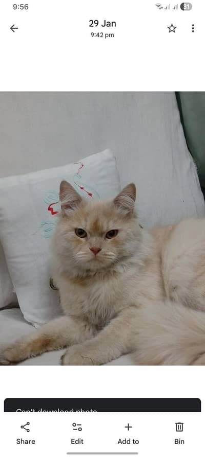 persian cat single coated