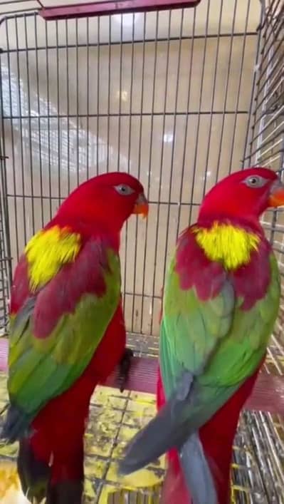 helthy and active chattering lory for sale