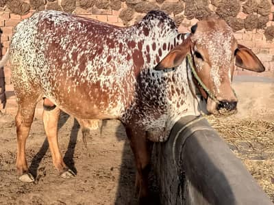 Bull For sale