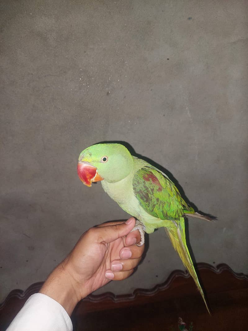 patha 0