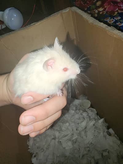 Syrian hamster 