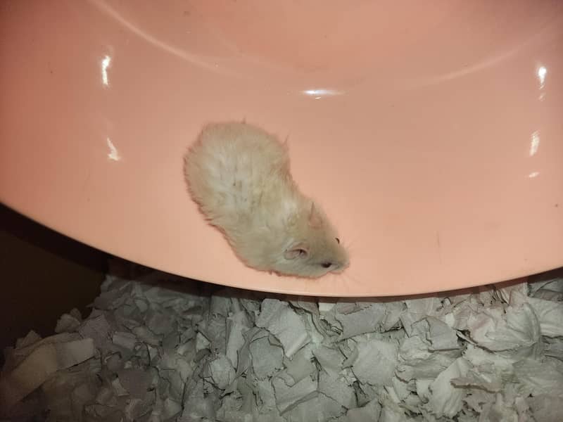 Syrian hamster 1