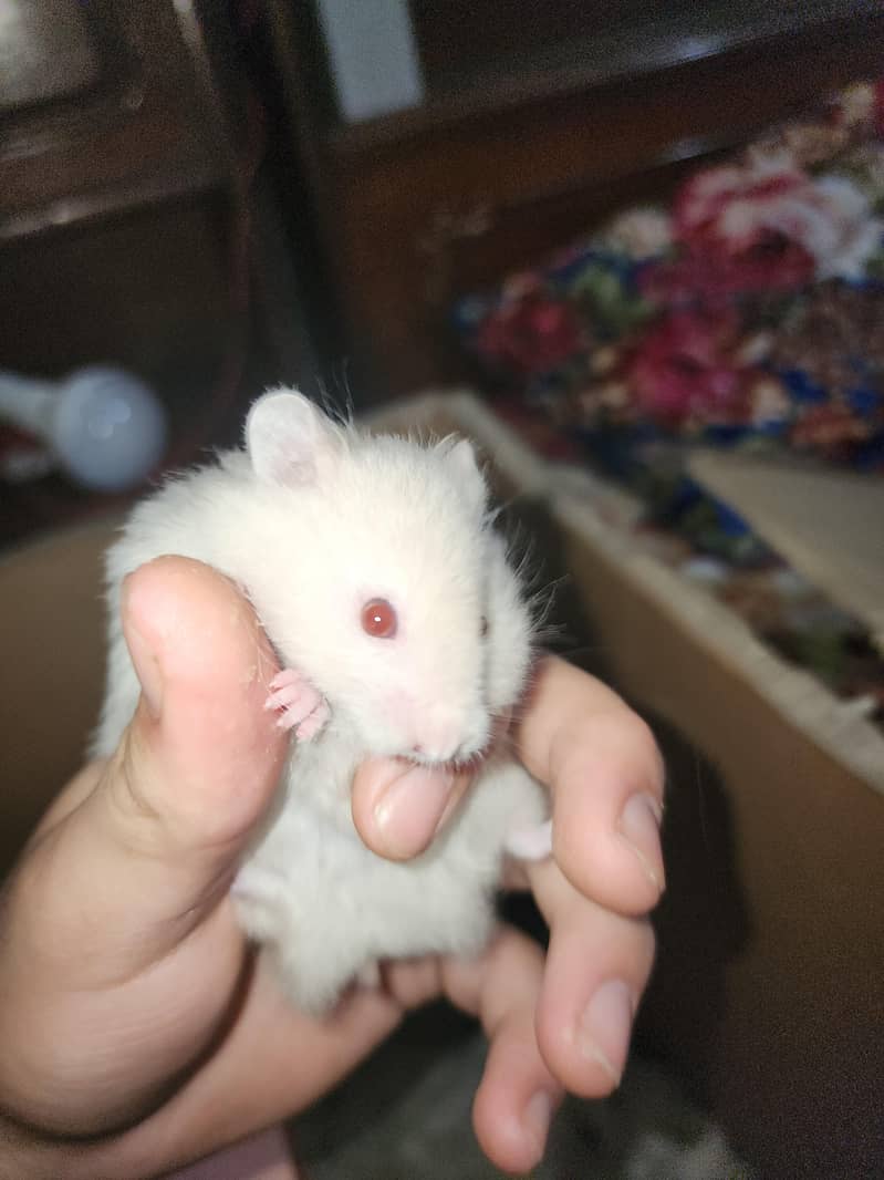 Syrian hamster 2