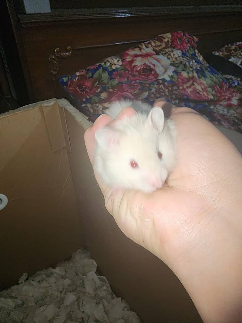 Syrian hamster 3