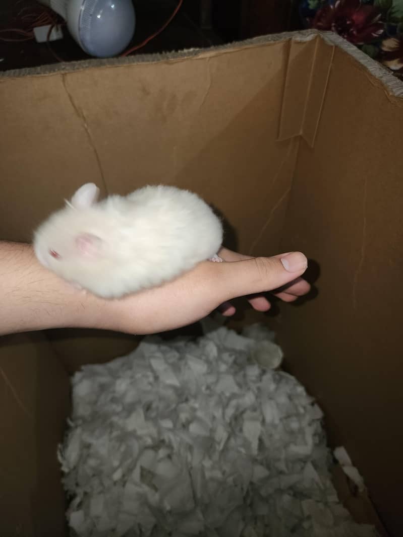 Syrian hamster 4