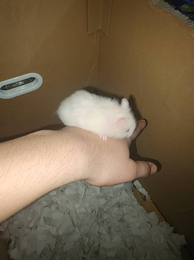Syrian hamster 5