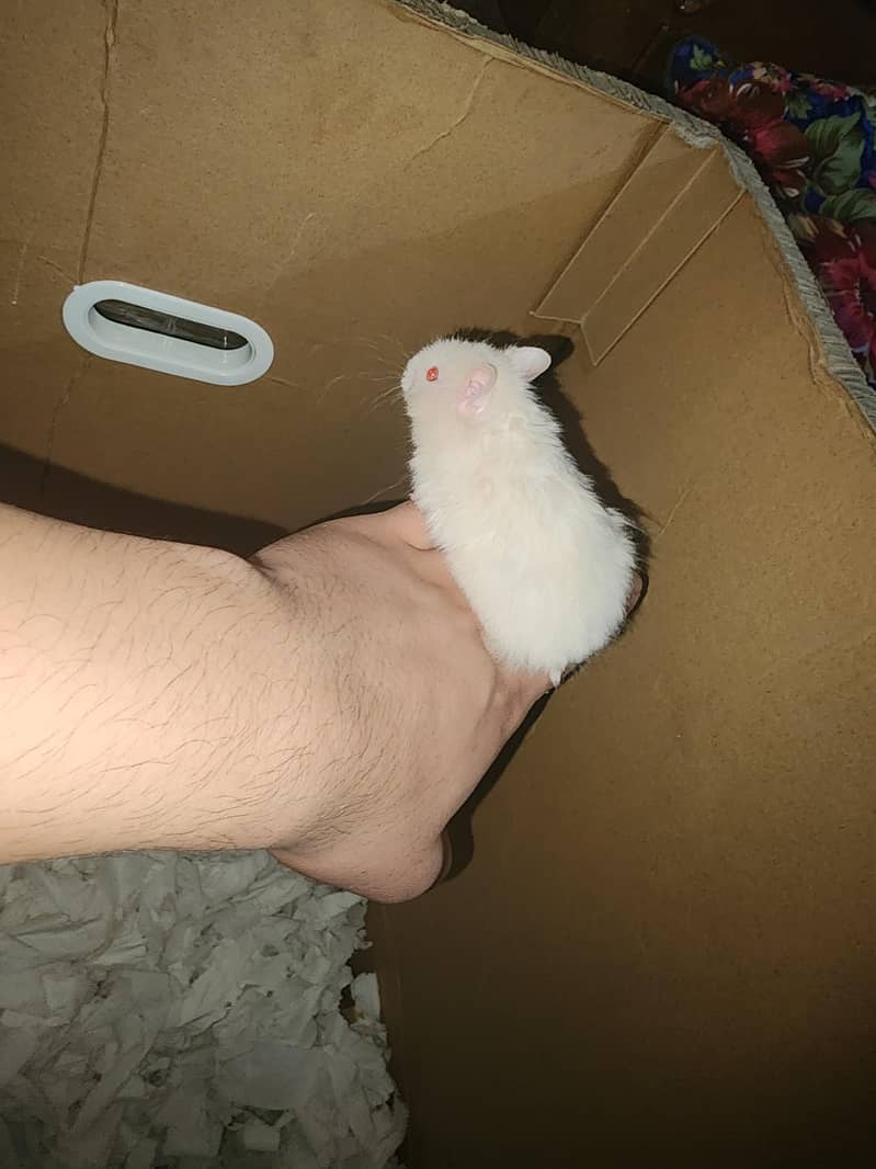 Syrian hamster 6