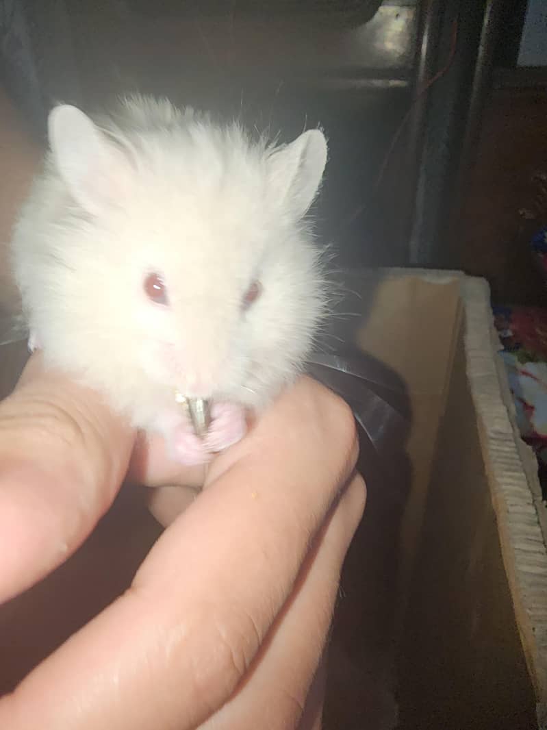 Syrian hamster 7