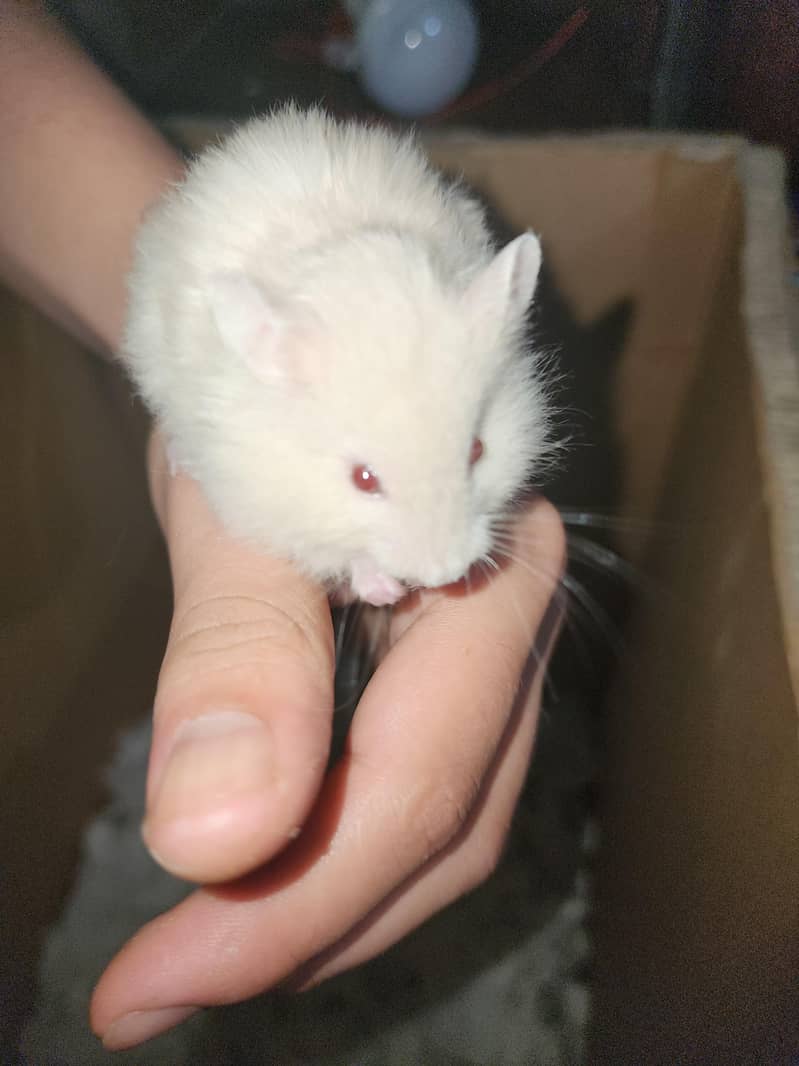 Syrian hamster 8