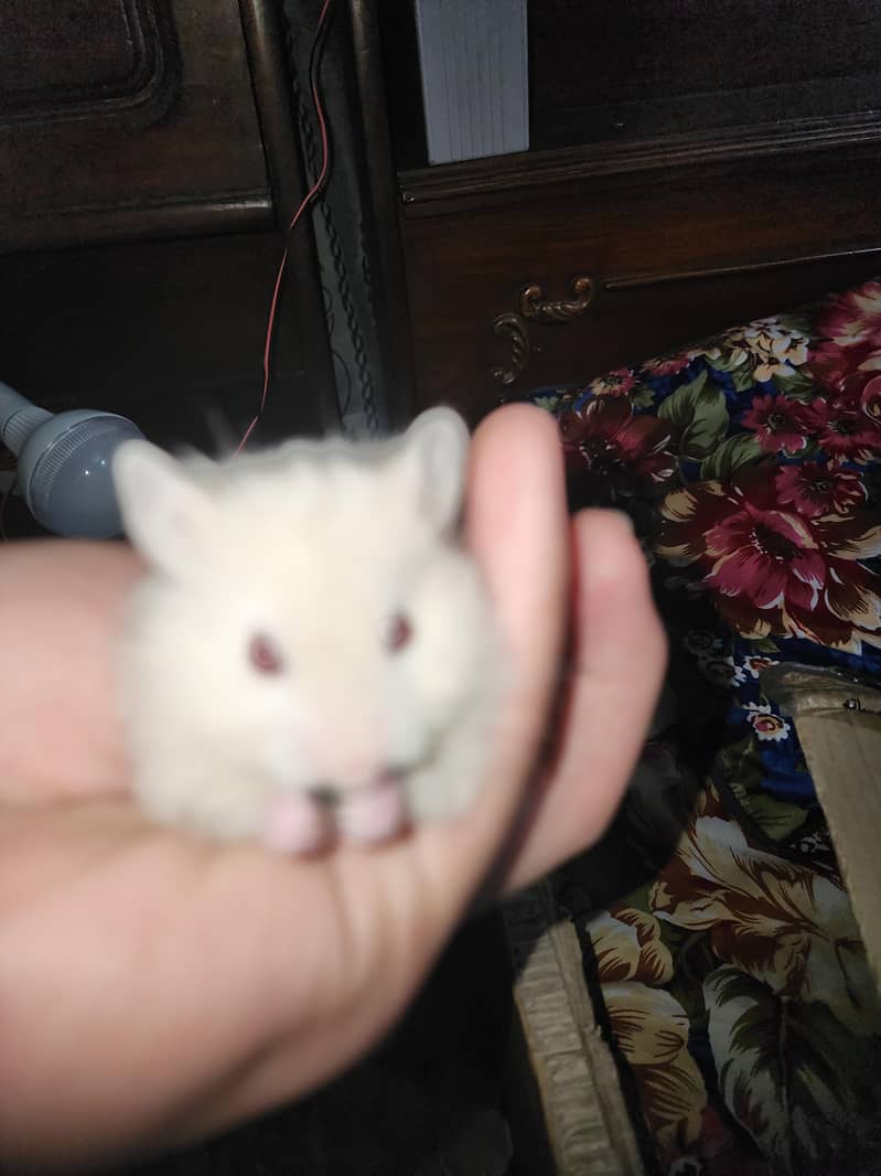 Syrian hamster 9