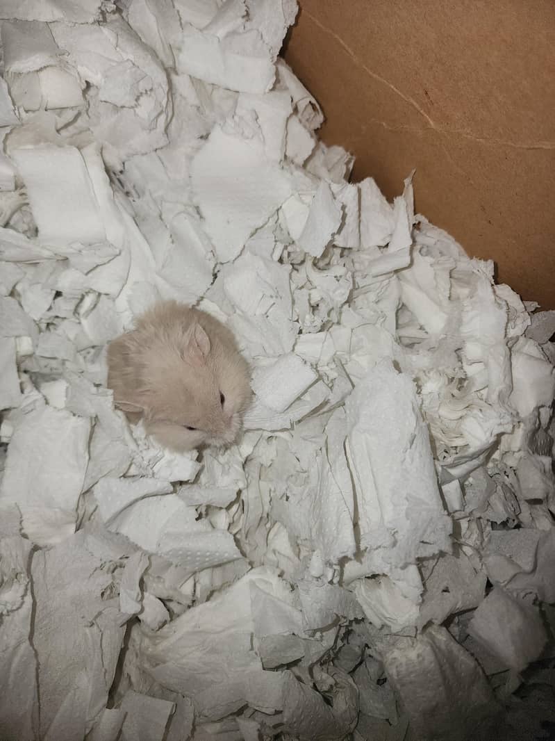 Syrian hamster 10