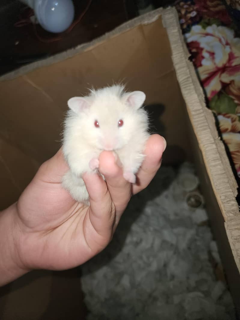 Syrian hamster 11
