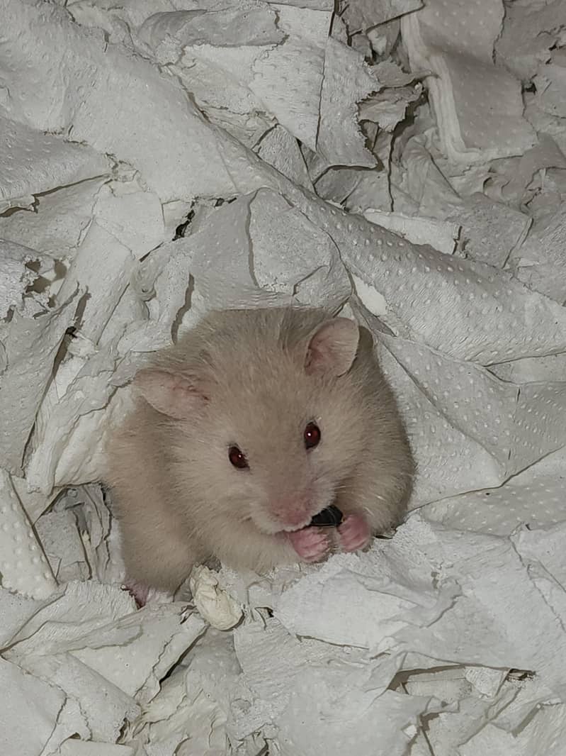 Syrian hamster 12