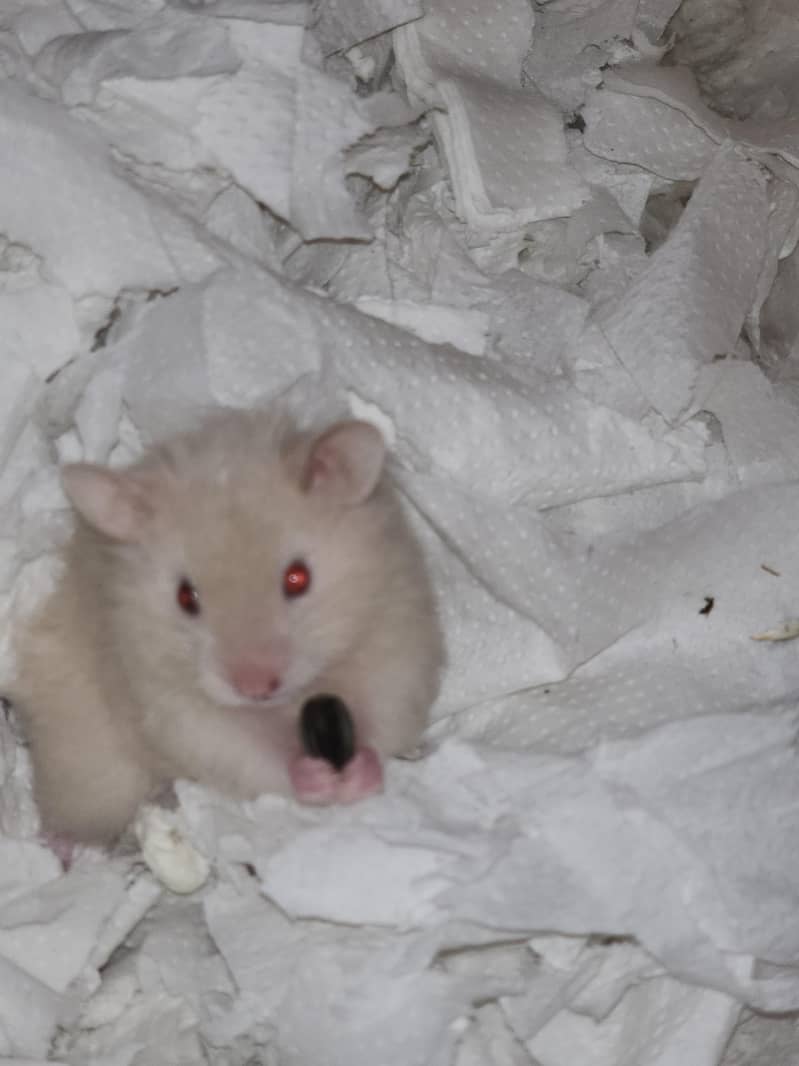 Syrian hamster 13