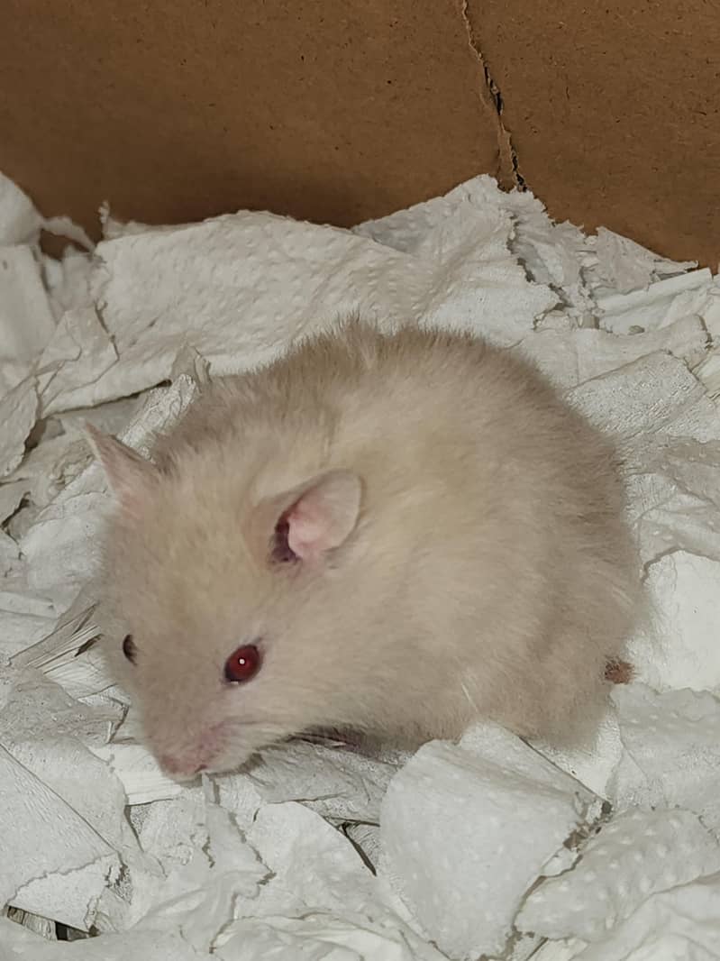 Syrian hamster 14