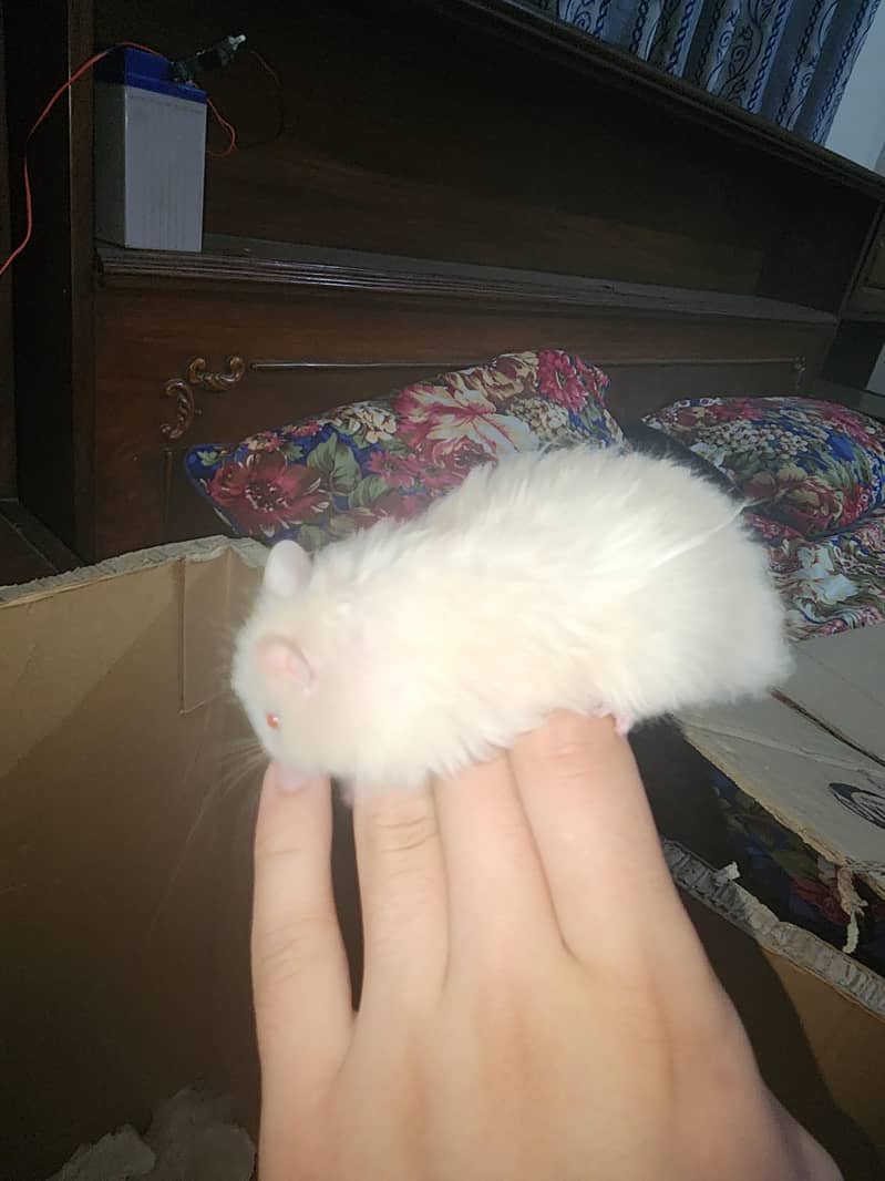 Syrian hamster 15