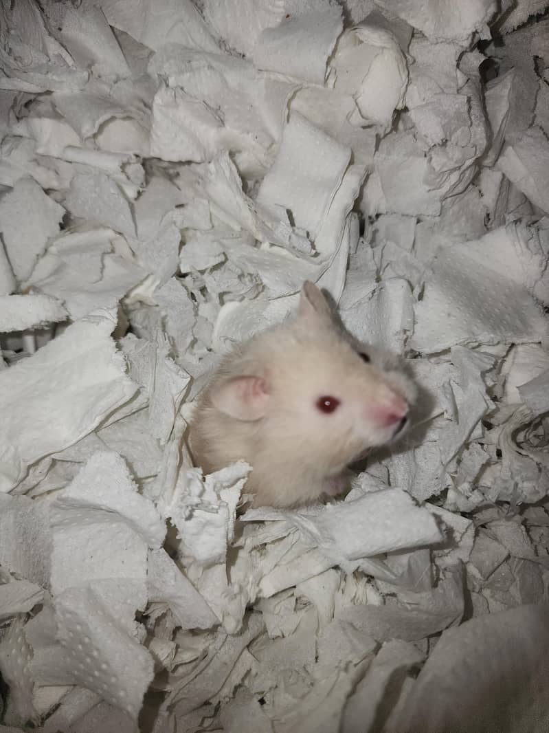 Syrian hamster 16