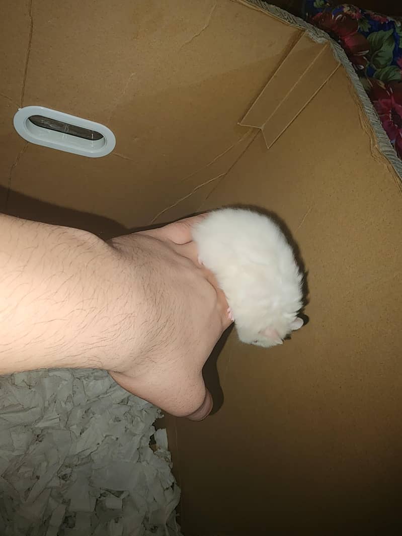 Syrian hamster 17