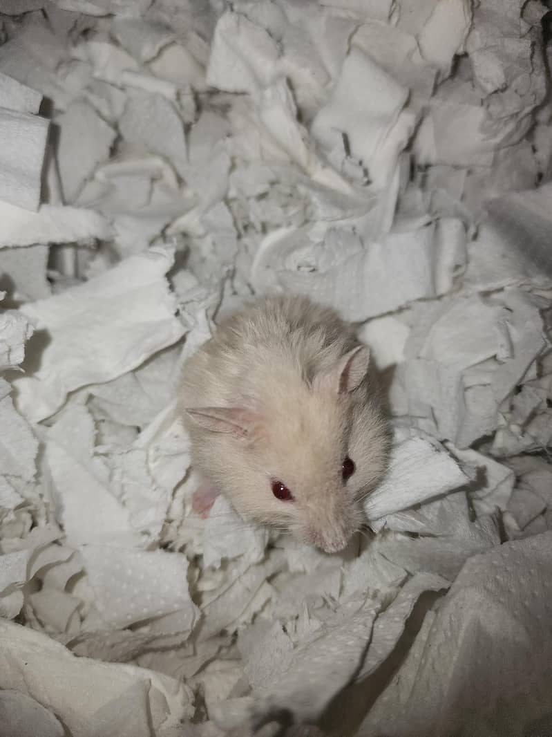 Syrian hamster 18