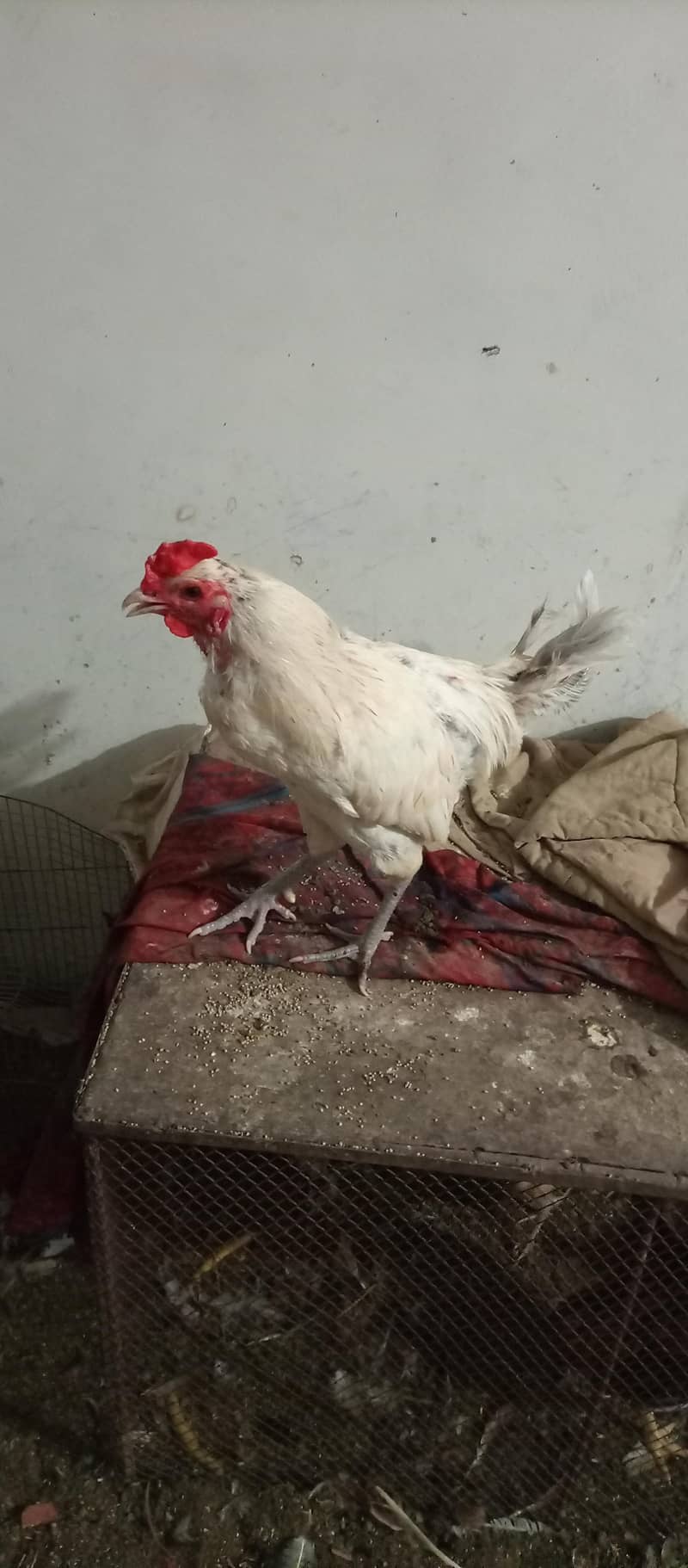 rooster 0