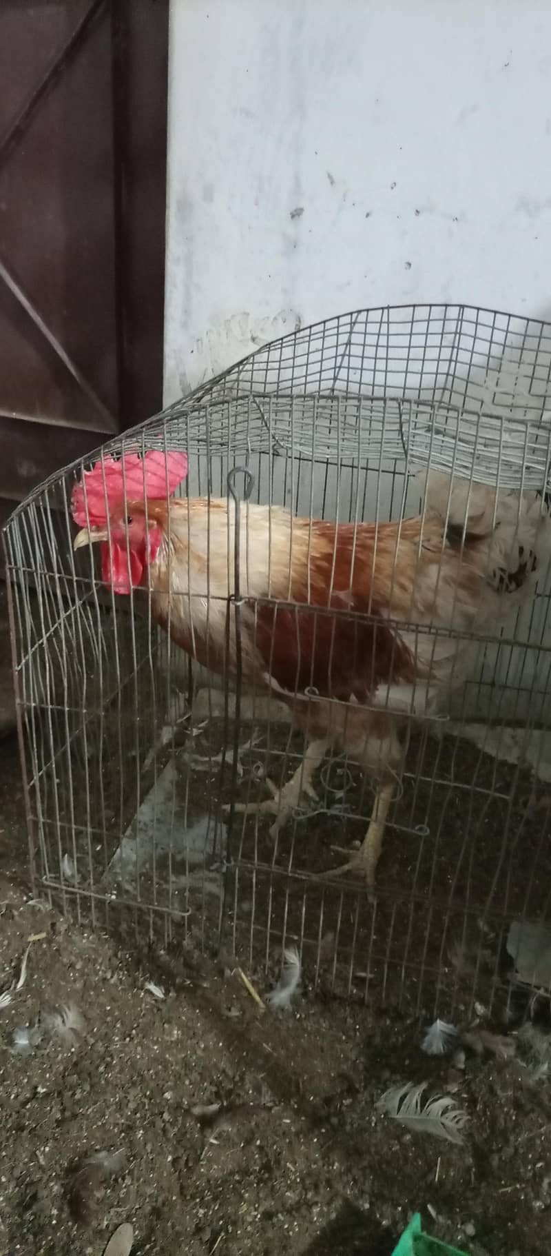 rooster 1