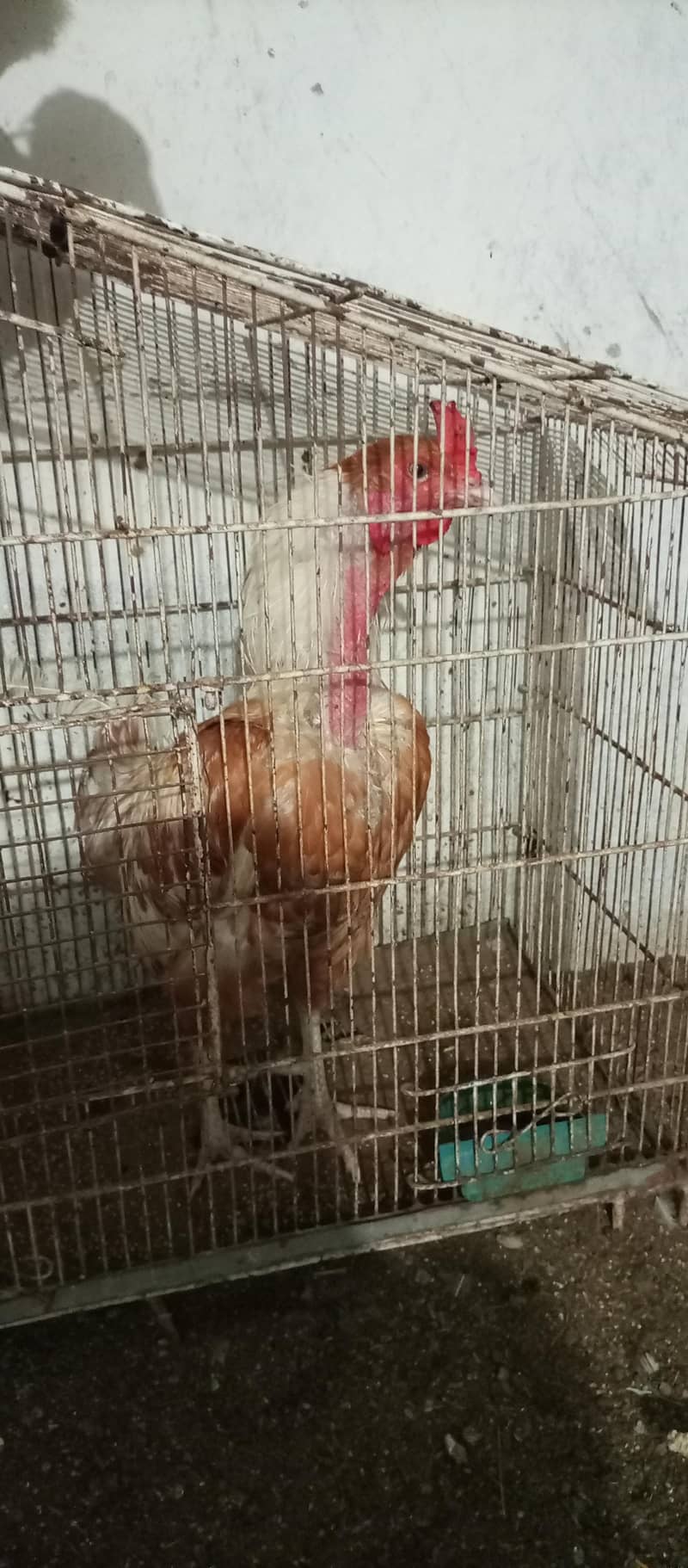 rooster 2