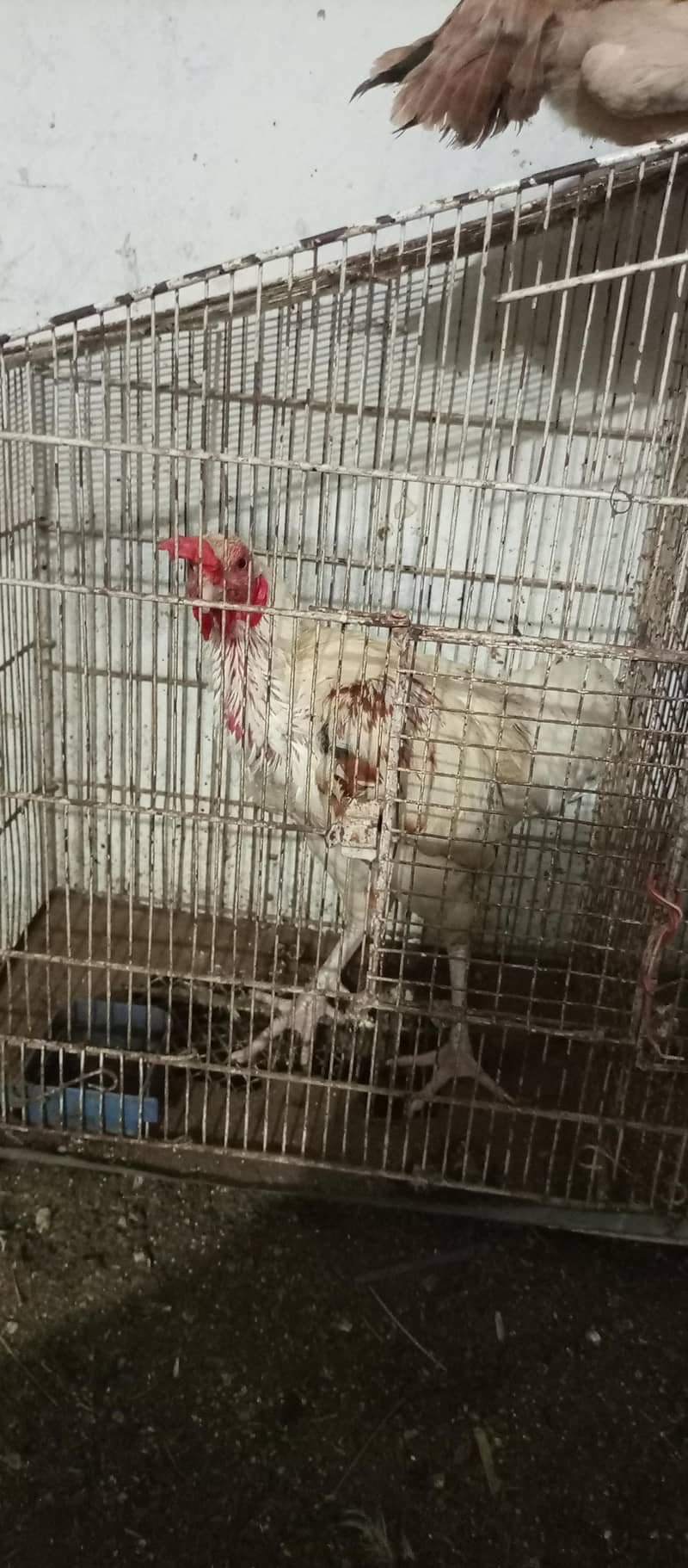 rooster 3