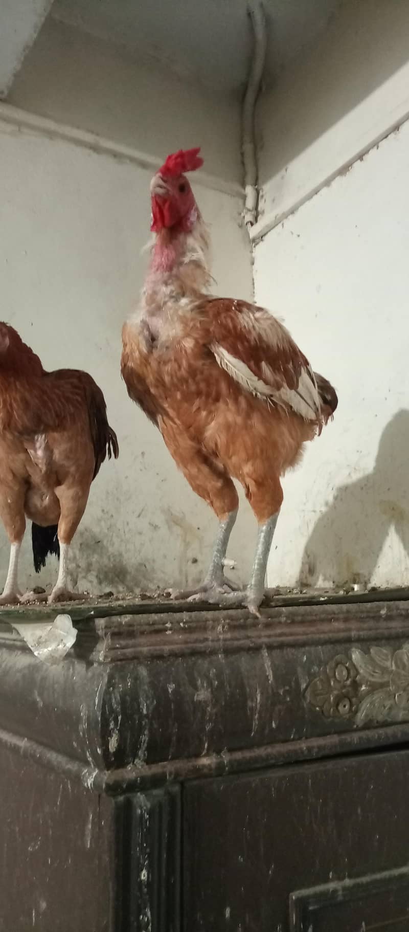 rooster 4