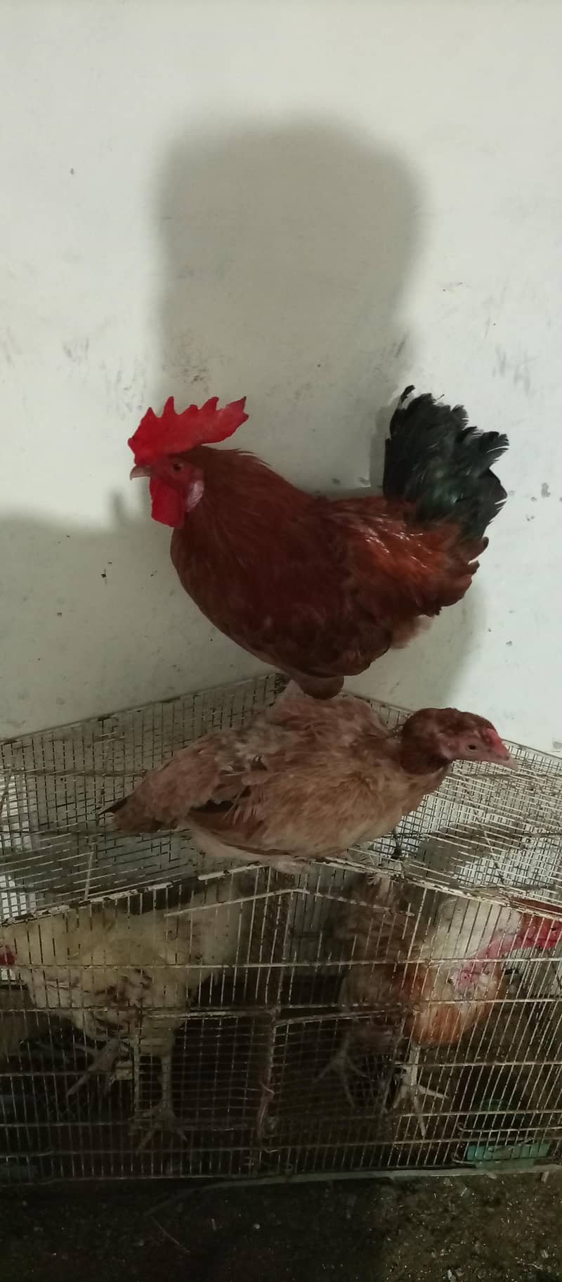 rooster 5