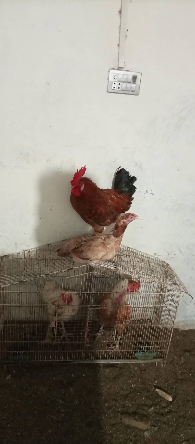 rooster 6