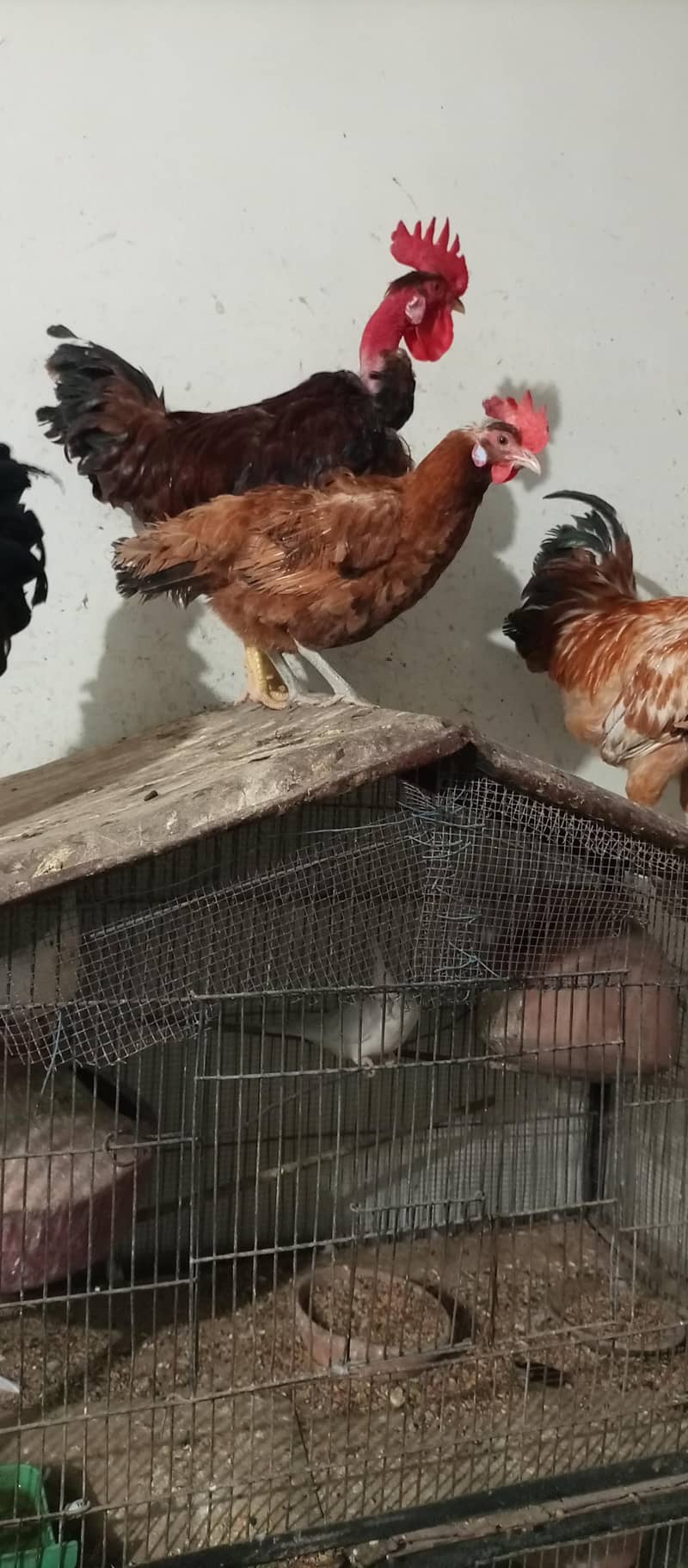 rooster 7