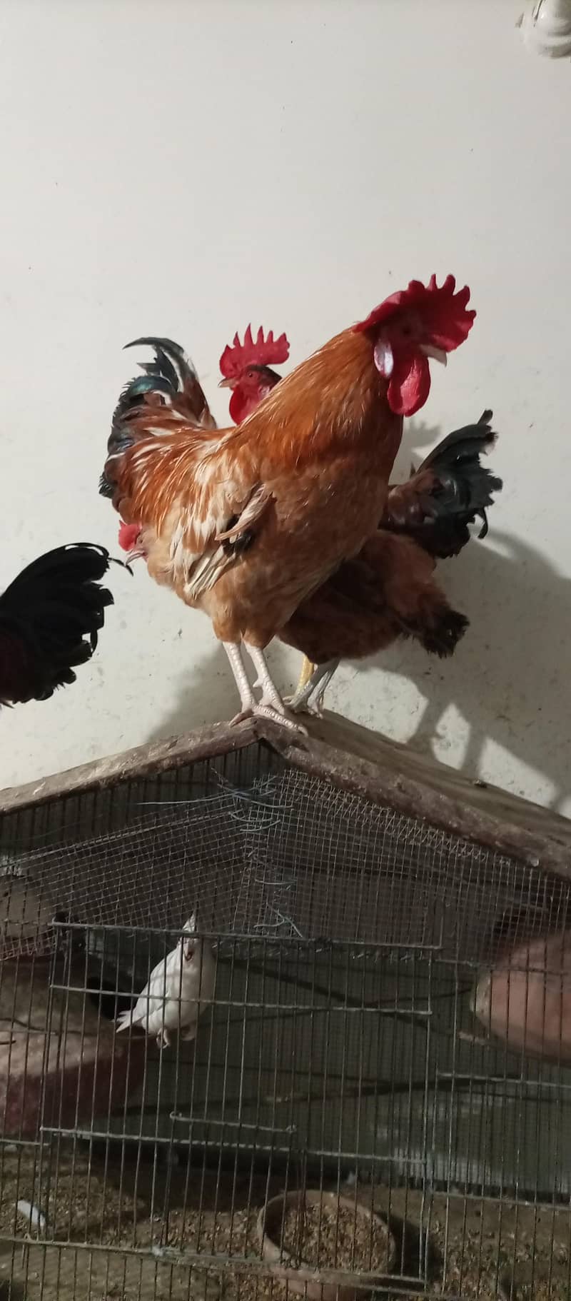 rooster 8