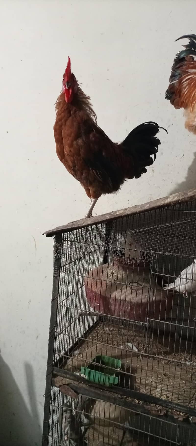 rooster 9