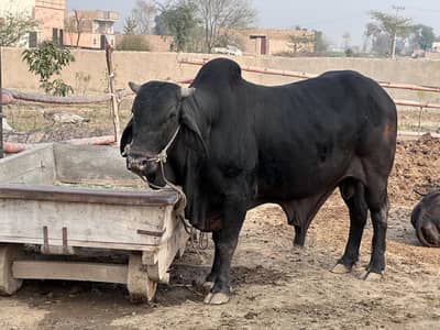 High quality black sahiwal cross bull