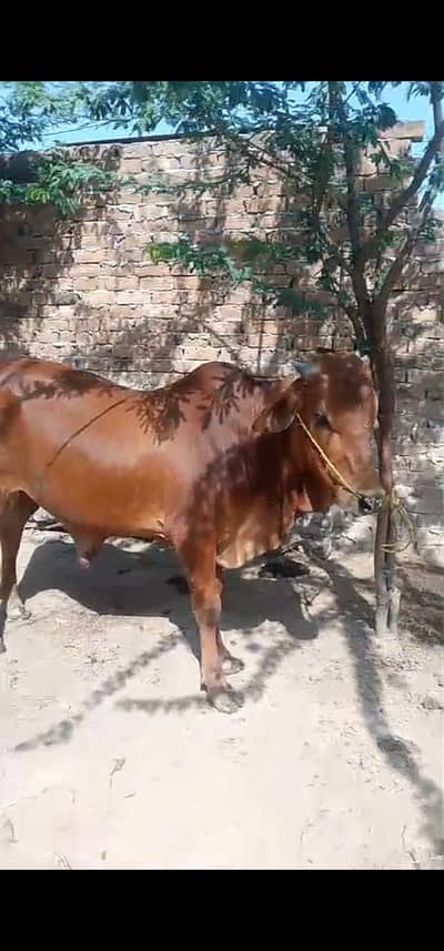 Beautiful Sahiwal Bull for Sale - Healthy and Active"