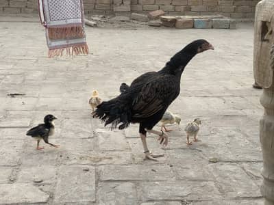 MURGI WITH 5 CHICKS BAAP KI PIC BHI UPLOAD KI HA SATH 03146889667