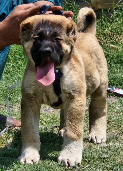 Turkish kangal Male for sale available