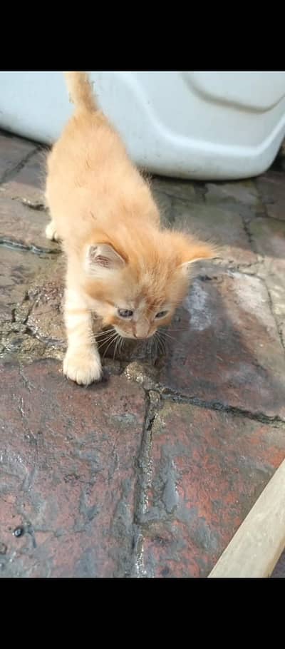 kitten pension
