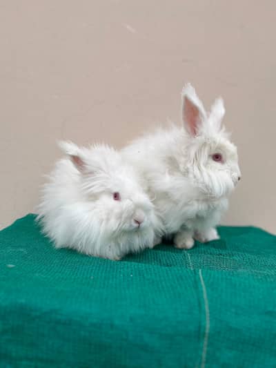 pure American angora rabbit