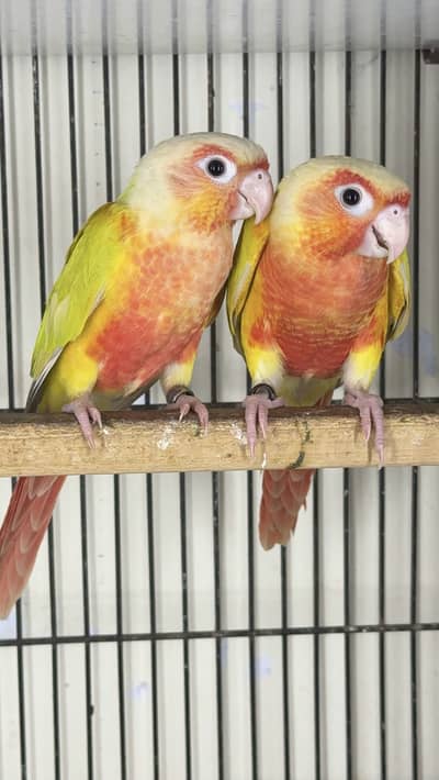 Suncheek extreme red Dna pair available