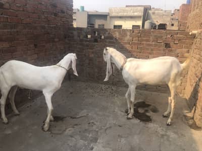 Jori 1/poda