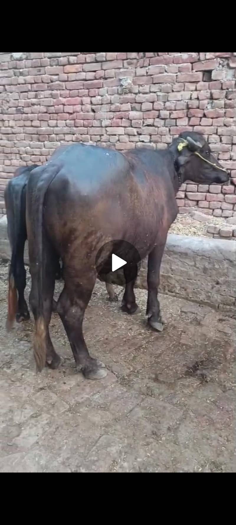 ساڑھے تین من کا کٹا فروخت 92  نو ایل ساہیوال 0