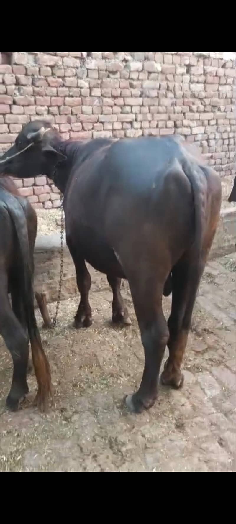 ساڑھے تین من کا کٹا فروخت 92  نو ایل ساہیوال 1