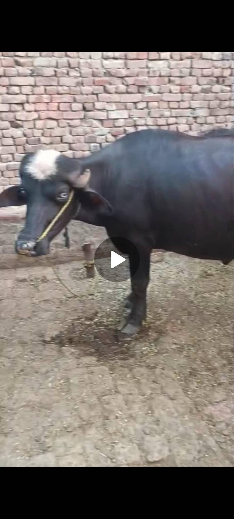 ساڑھے تین من کا کٹا فروخت 92  نو ایل ساہیوال 2