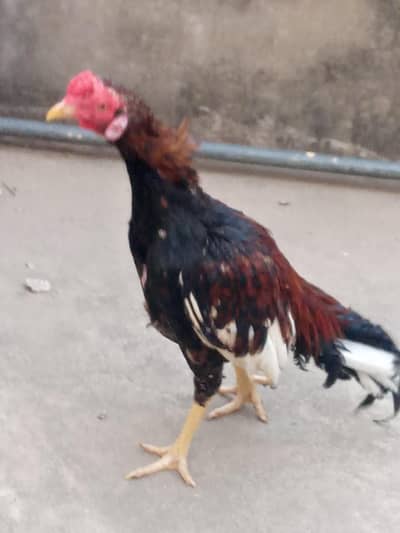 aseel  patha